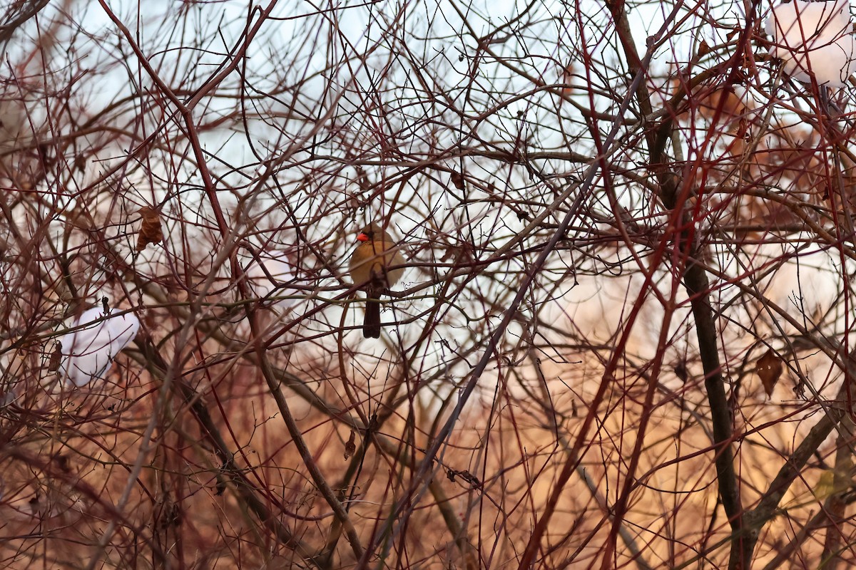 Кардинал червоний - ML647058047