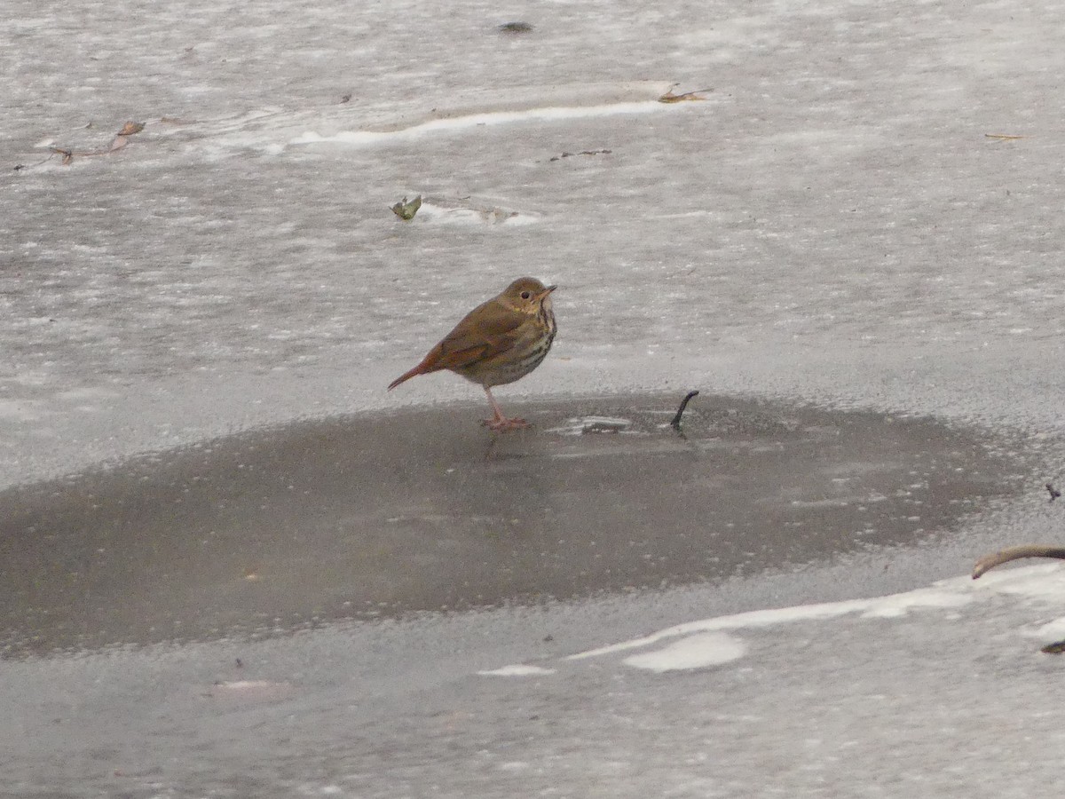 Zorzalito Colirrufo - ML647058049