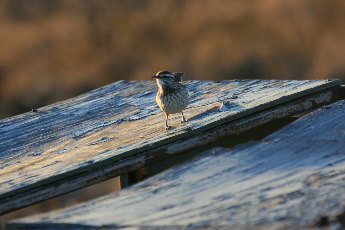 Cactus Wren - ML647058058