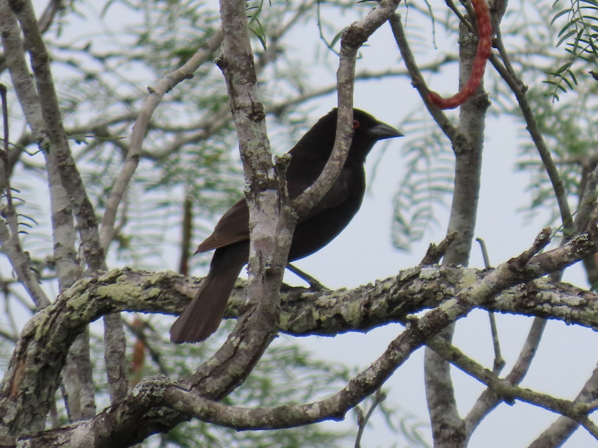 Rotaugen-Kuhstärling - ML647058064