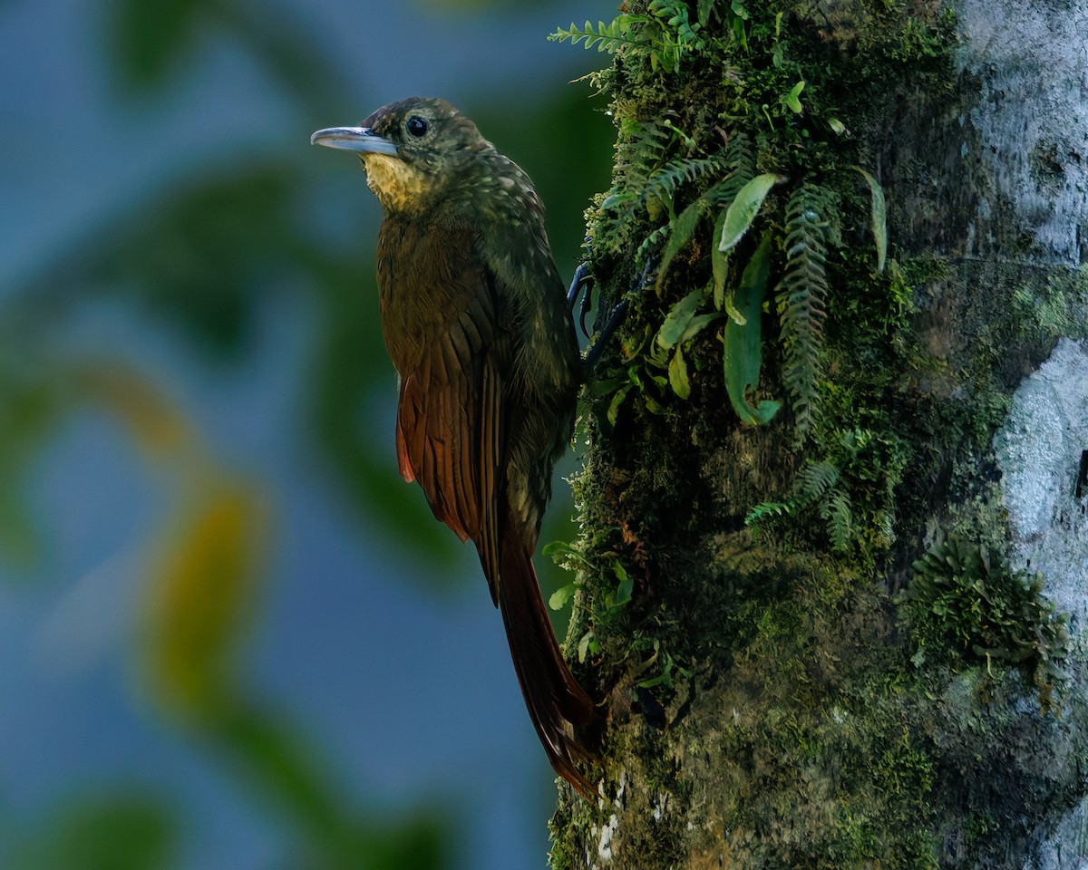 Spotted Woodcreeper (Berlepsch's) - ML647058070