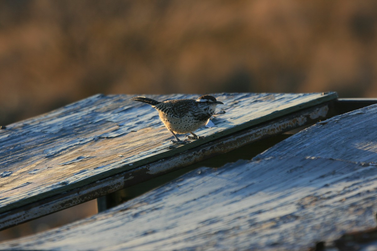 Cactus Wren - ML647058072
