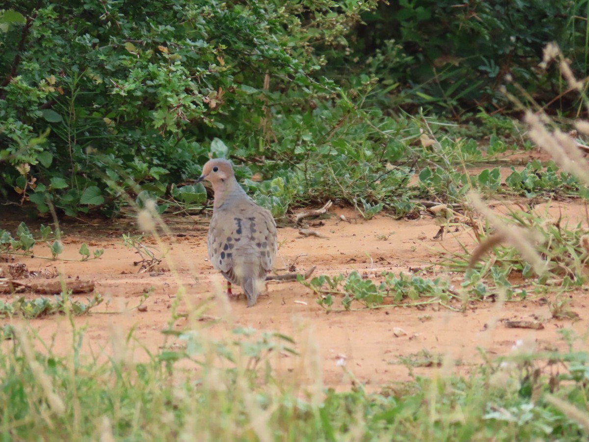 Mourning Dove - ML647058073