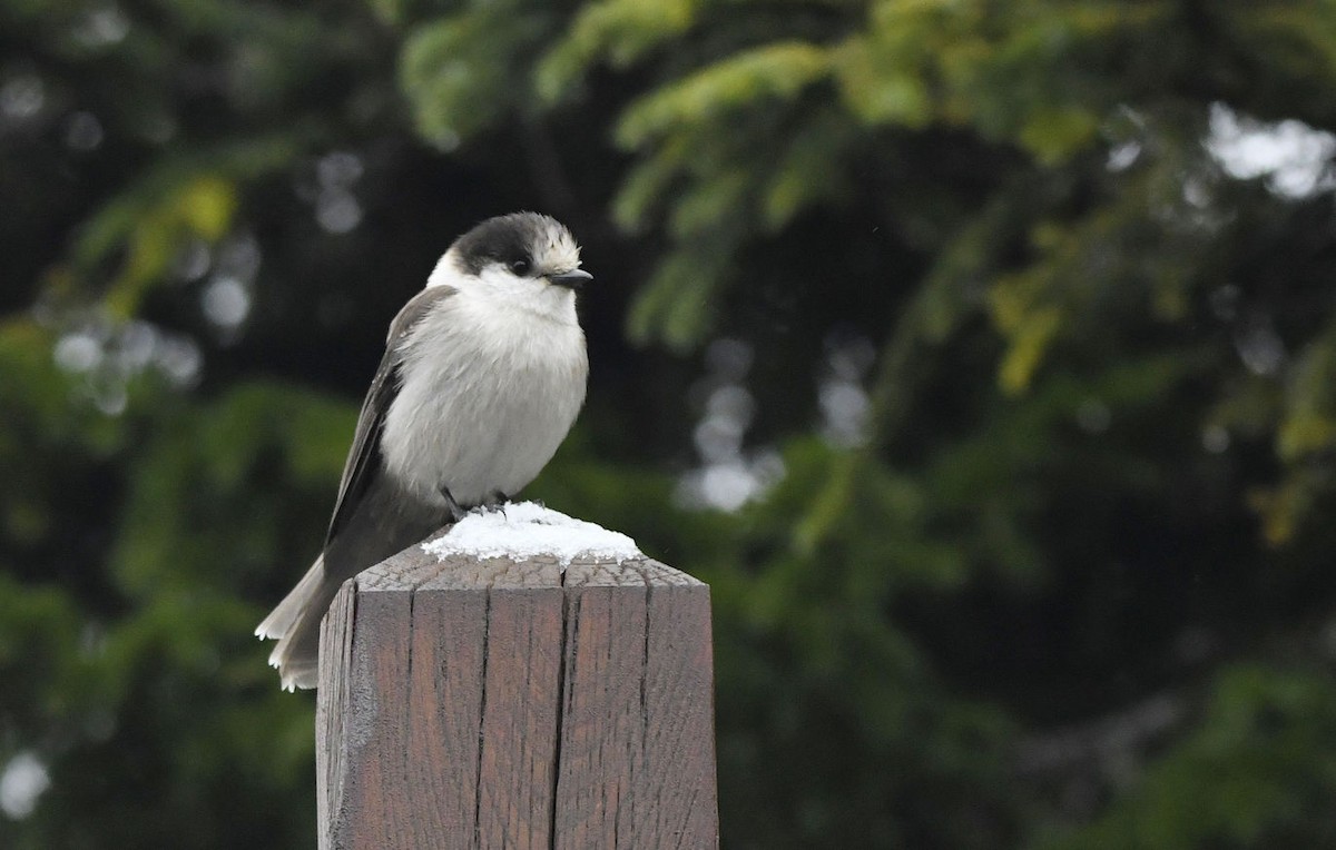Canada Jay - ML647058078