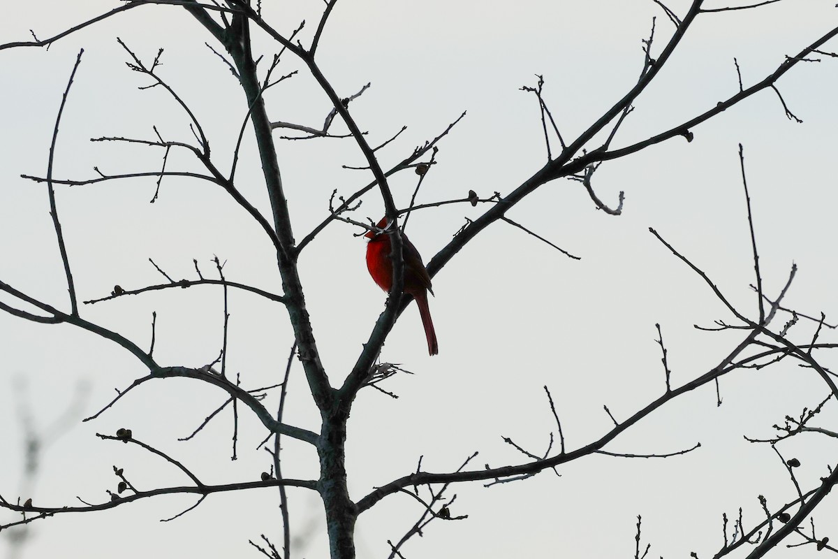 Кардинал червоний - ML647058079