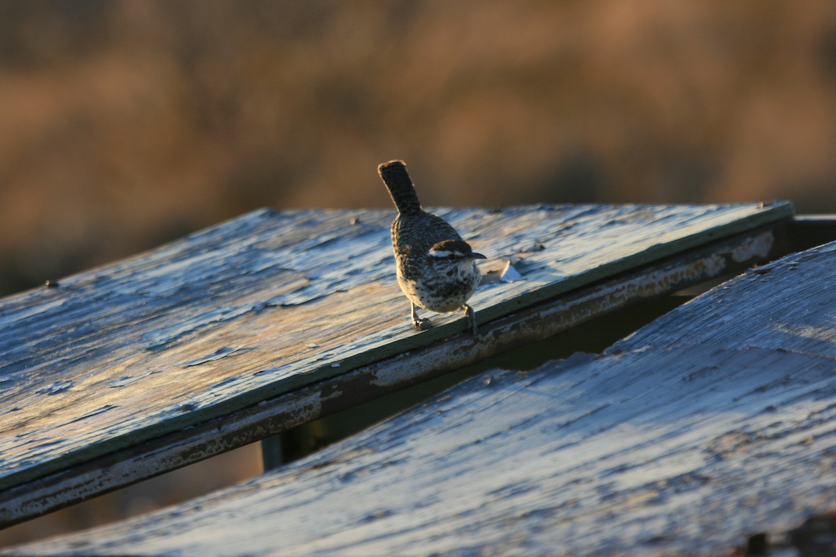 Cactus Wren - ML647058089