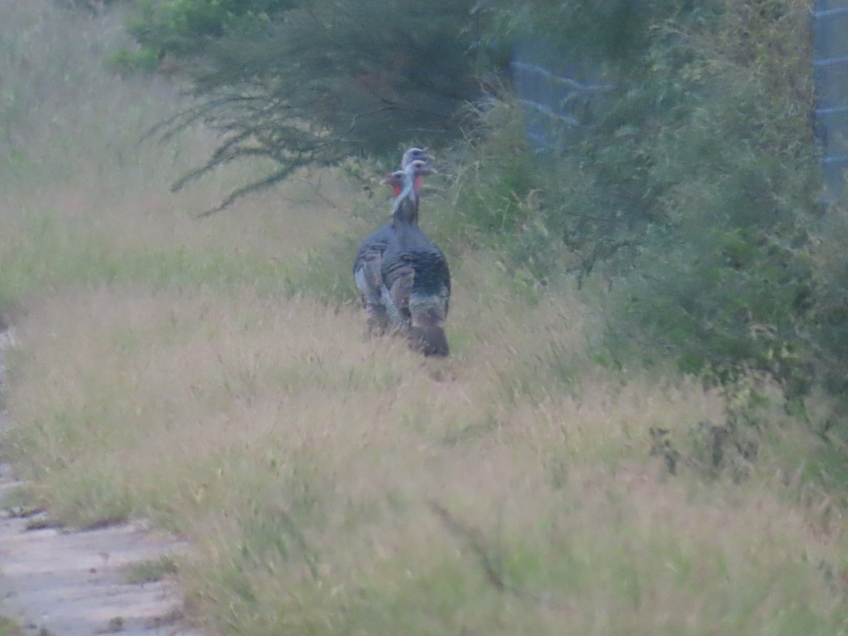 シチメンチョウ - ML647058091