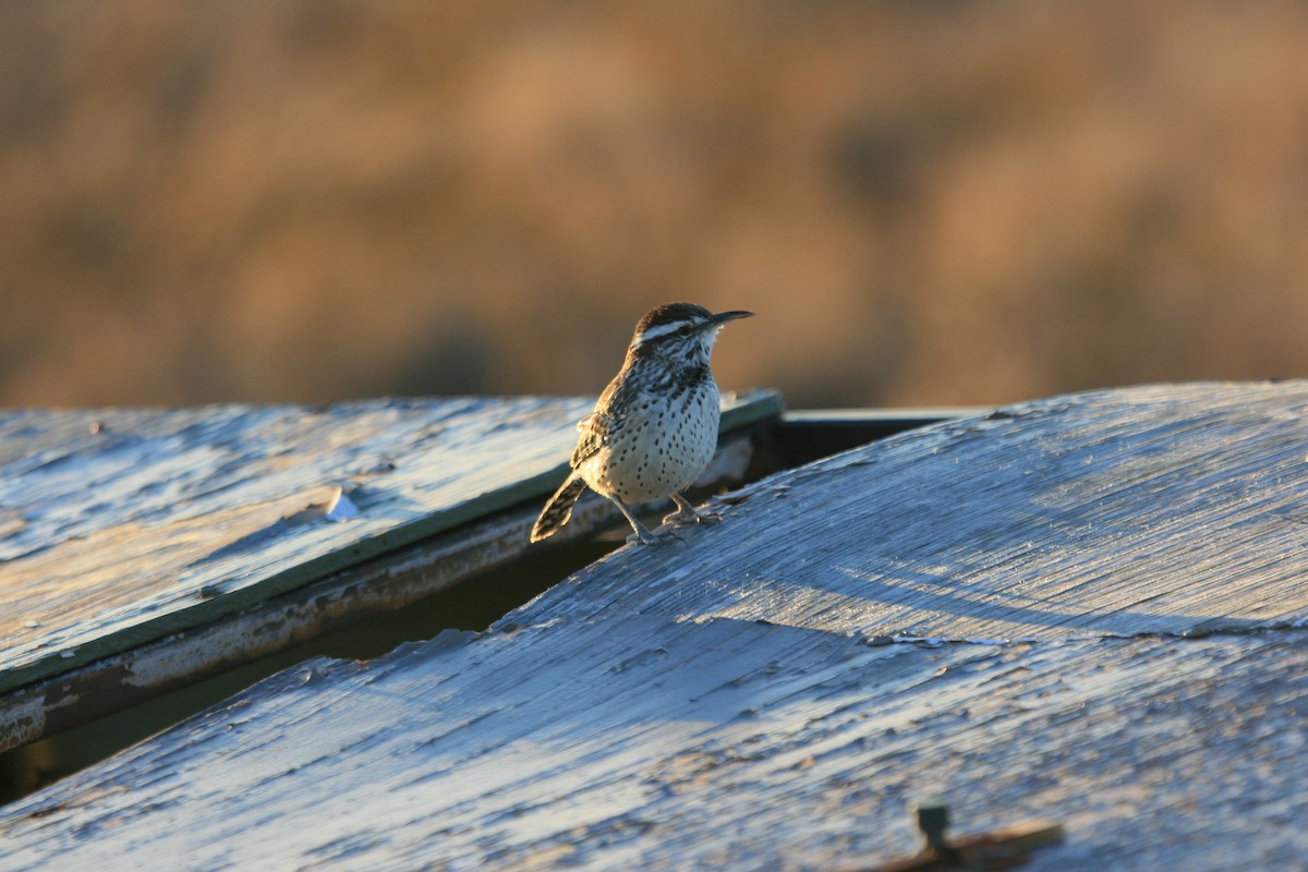 Cactus Wren - ML647058100