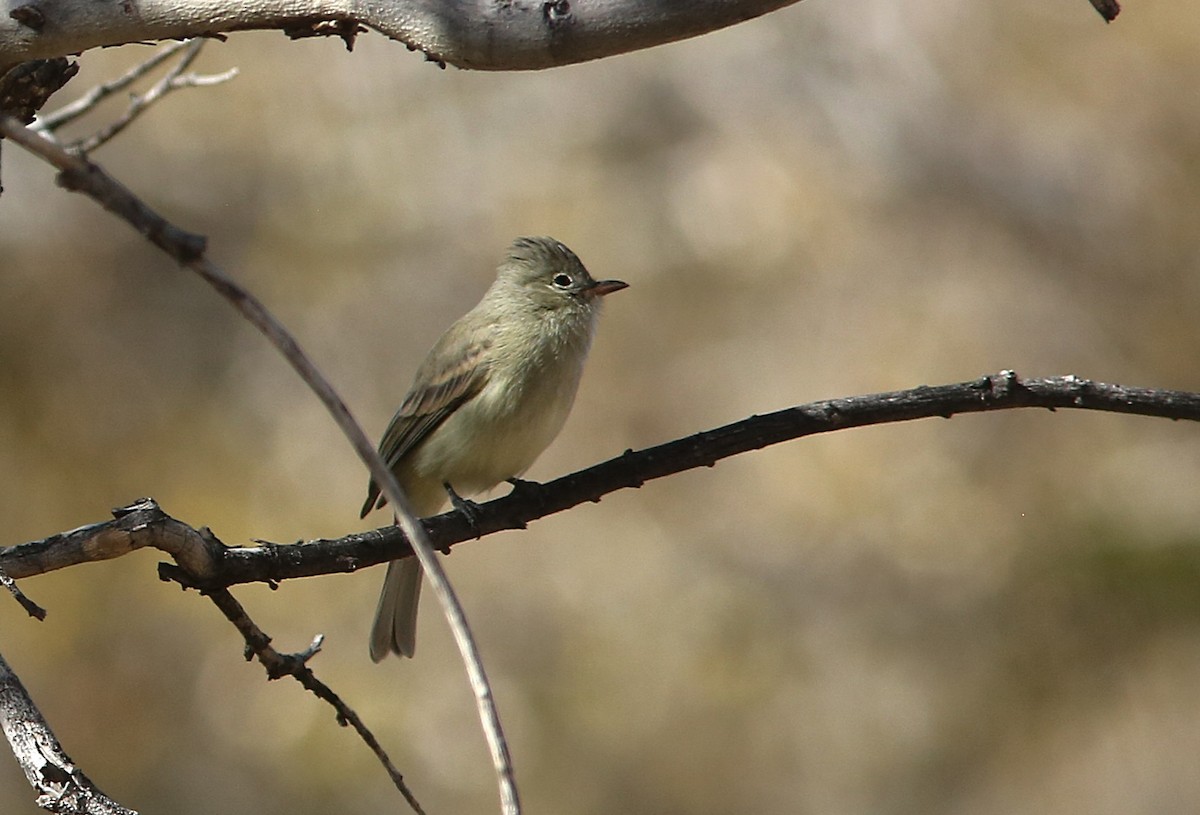 Northern Beardless-Tyrannulet - ML647058101