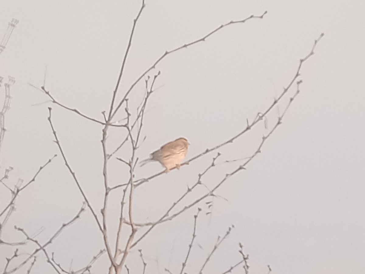 Пасовник савановий - ML647058104