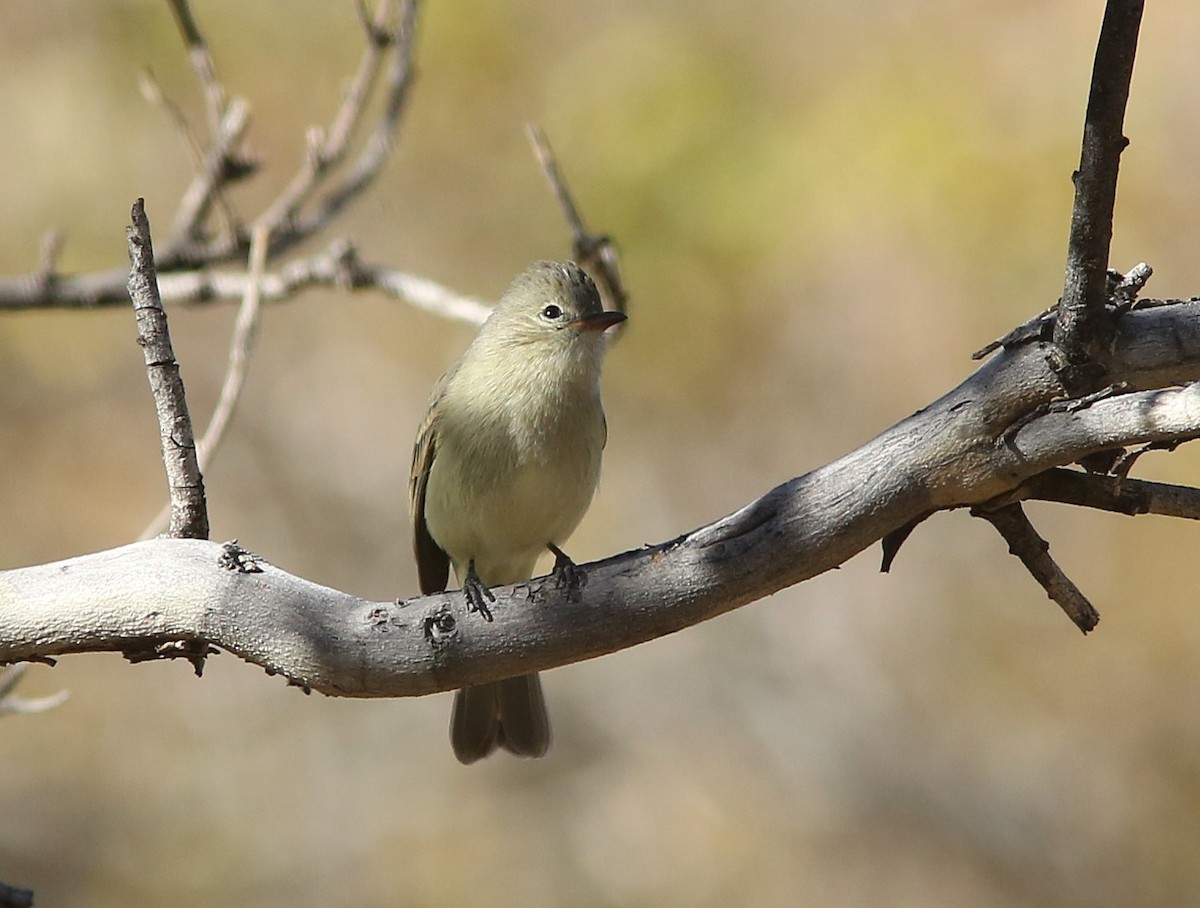 Northern Beardless-Tyrannulet - ML647058108