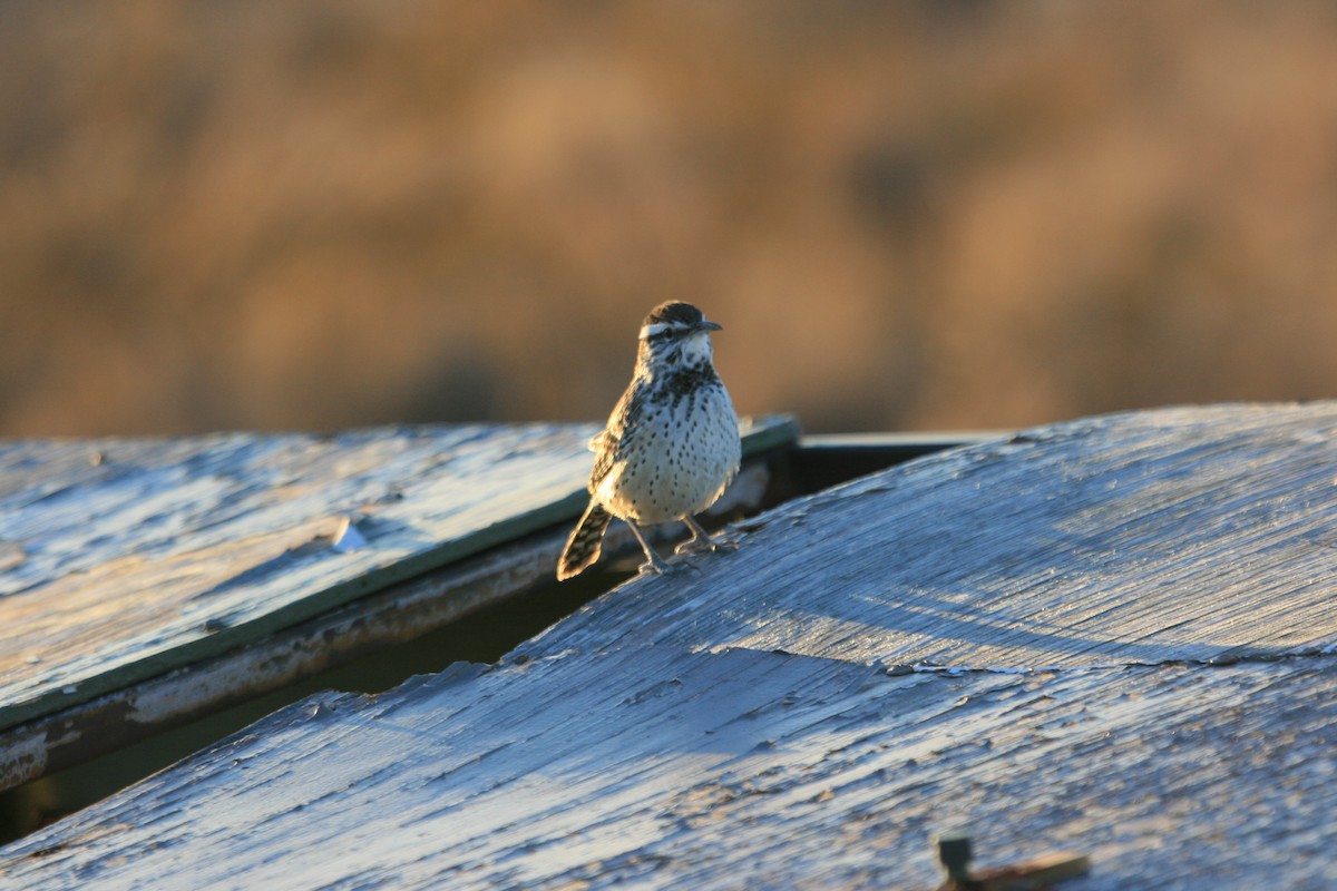 Cactus Wren - ML647058111
