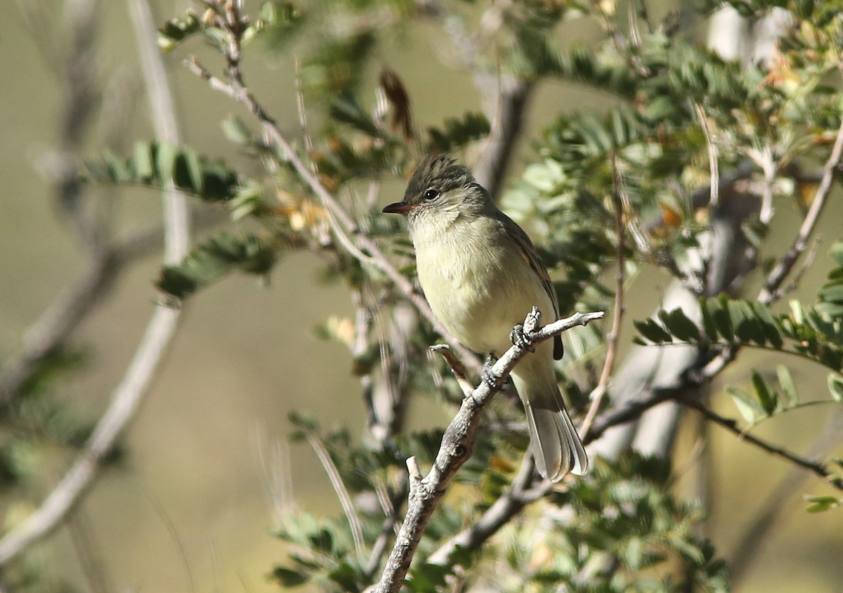 Northern Beardless-Tyrannulet - ML647058112