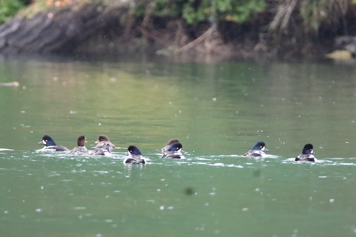 キタホオジロガモ - ML647058113