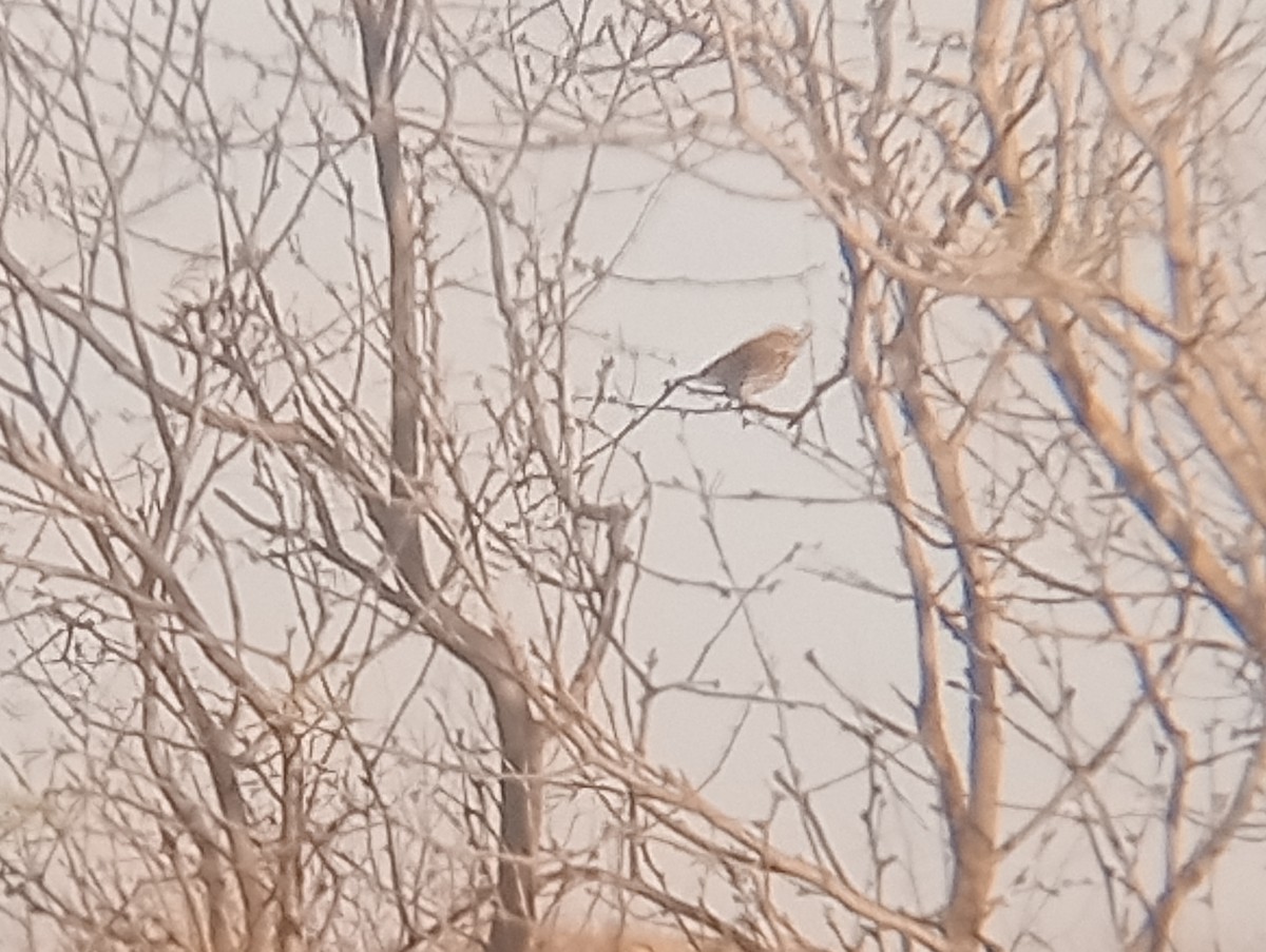 Пасовник савановий - ML647058114