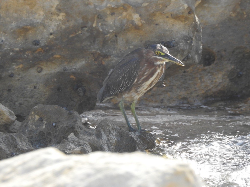 Green Heron - ML647058115