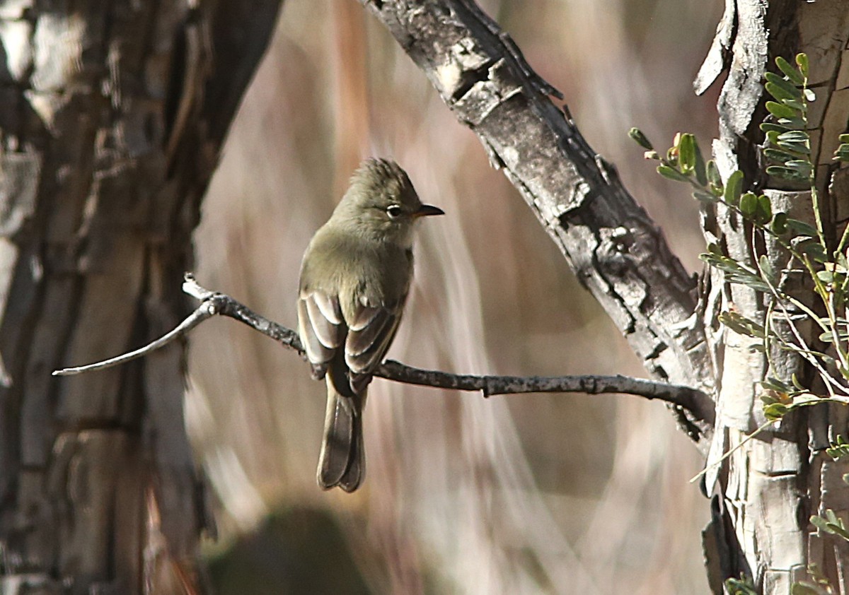 Northern Beardless-Tyrannulet - ML647058116