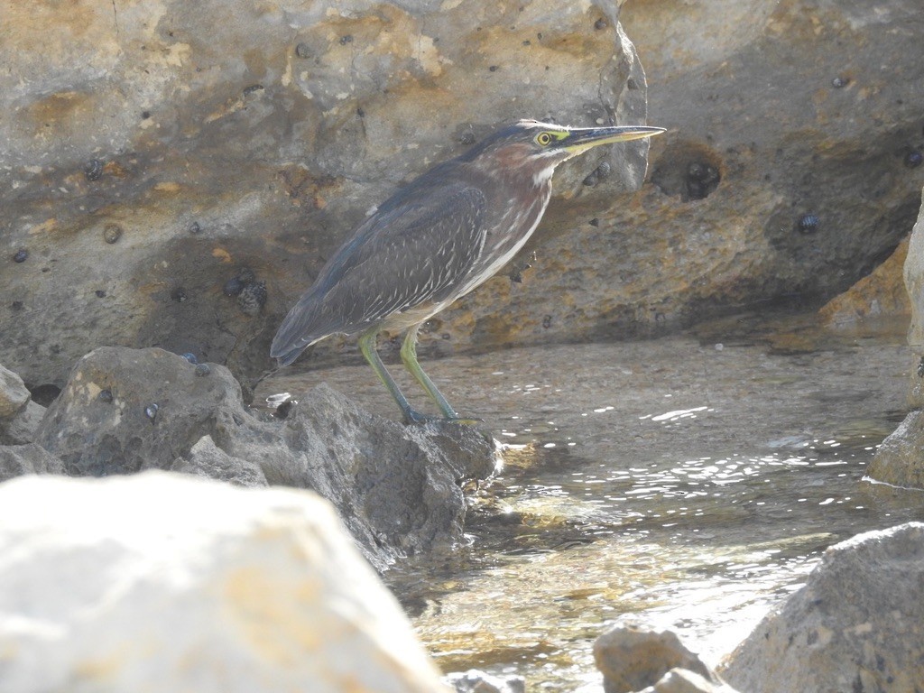 Green Heron - ML647058120