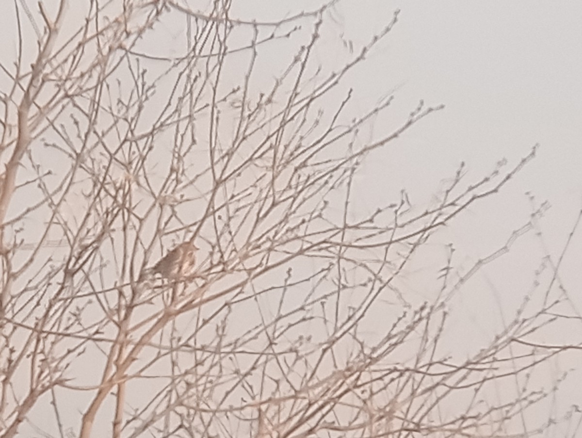 Пасовник савановий - ML647058121