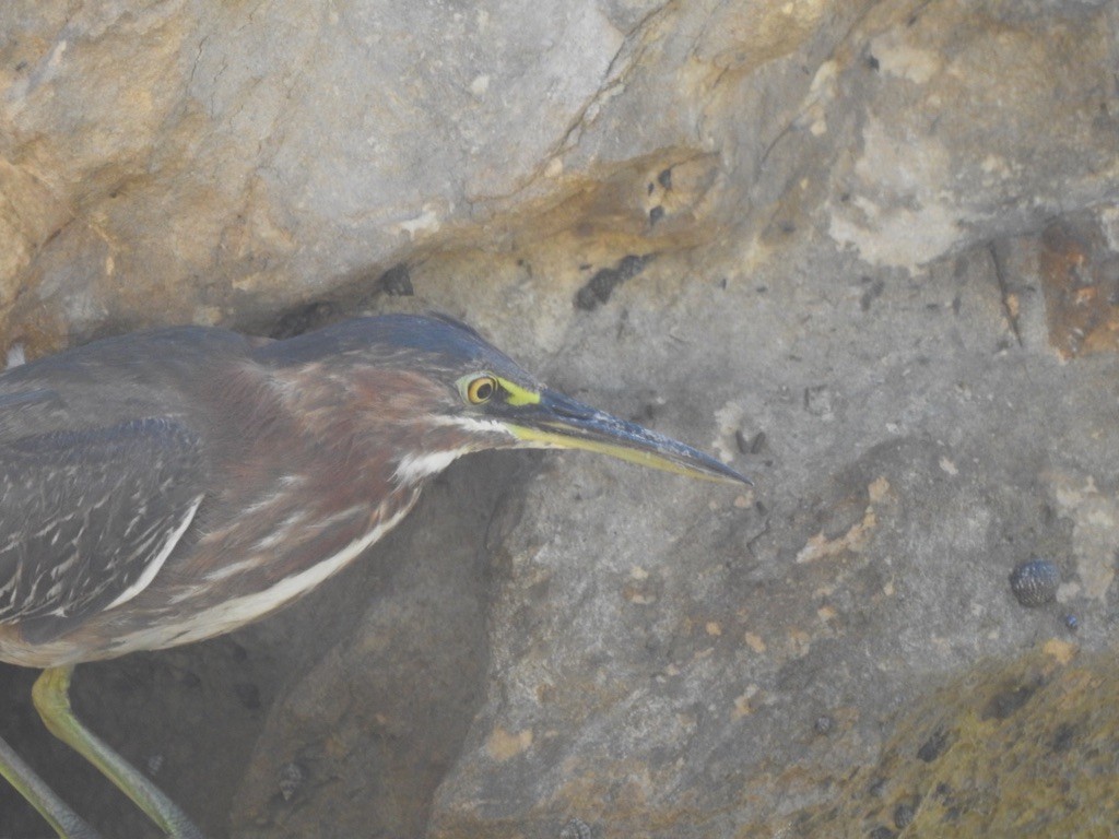Green Heron - ML647058122