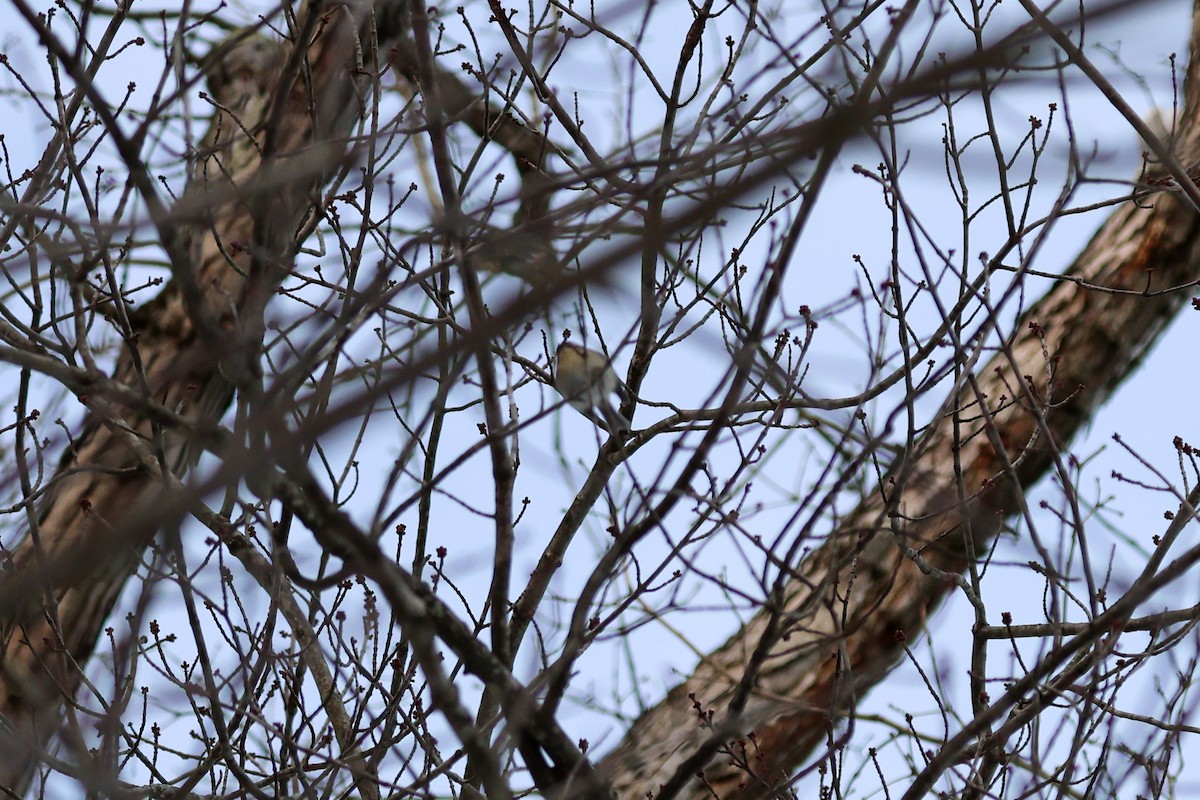 Золотомушка світлоброва - ML647058124