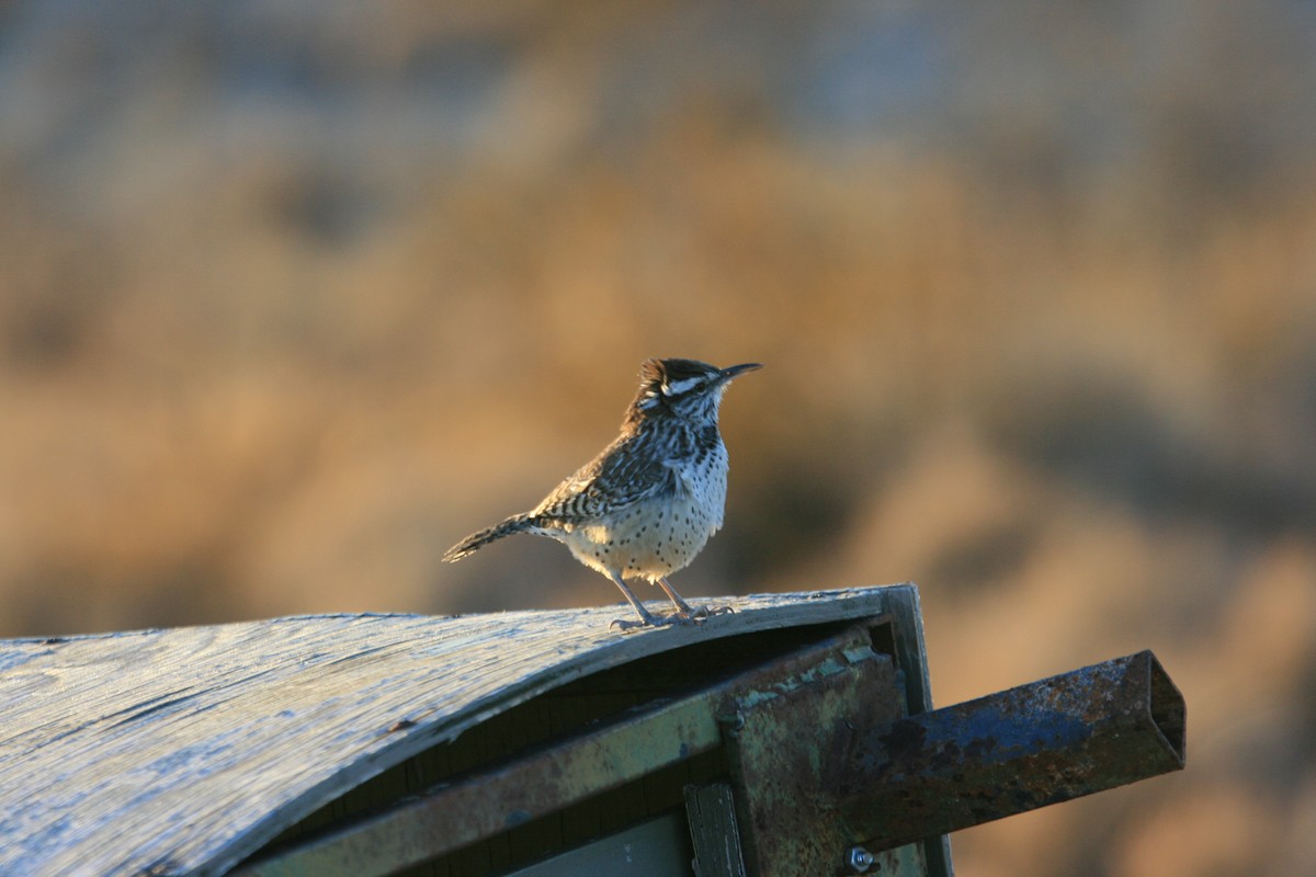 Cactus Wren - ML647058125