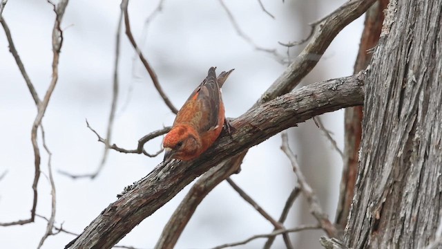 צלוב-מקור אדום - ML647058133