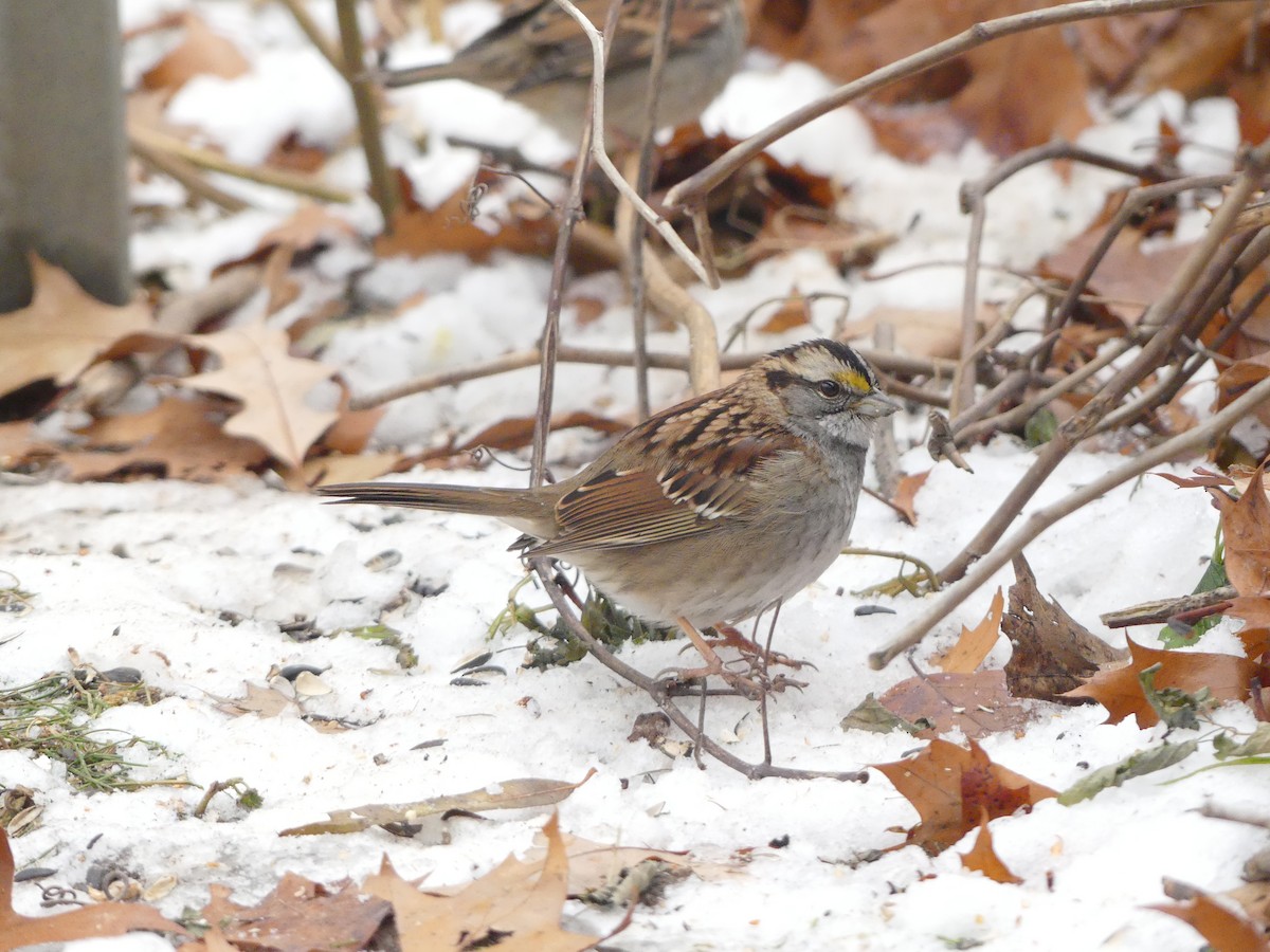 Chingolo Gorjiblanco - ML647058135