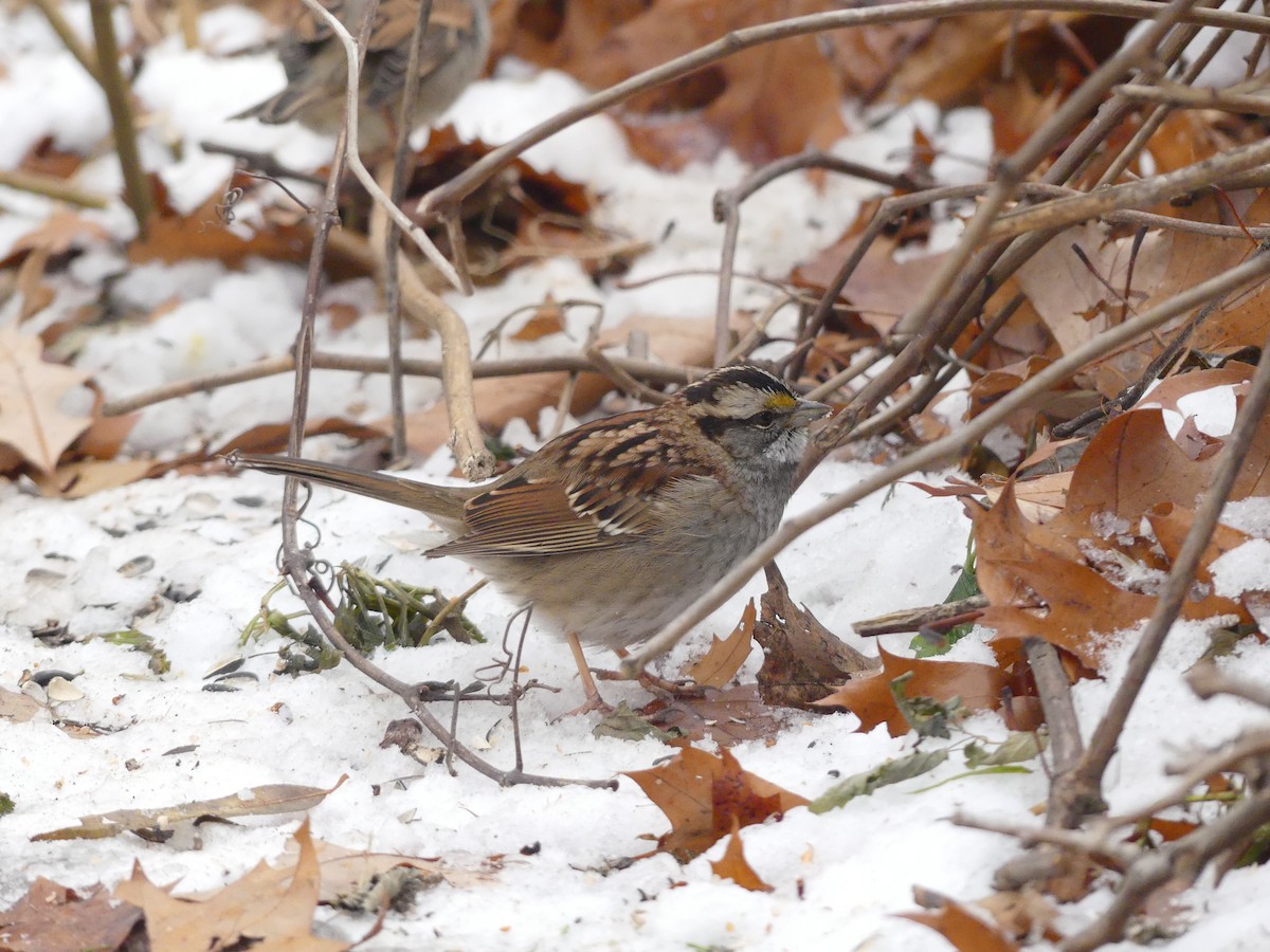 Chingolo Gorjiblanco - ML647058136