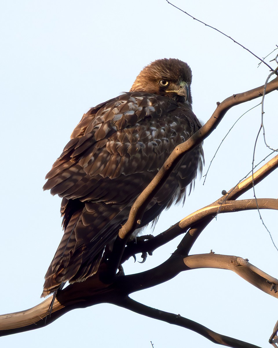 Red-tailed Hawk - ML647058137