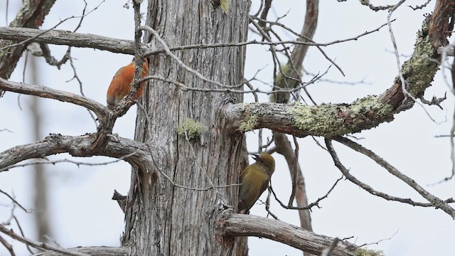 צלוב-מקור אדום - ML647058138