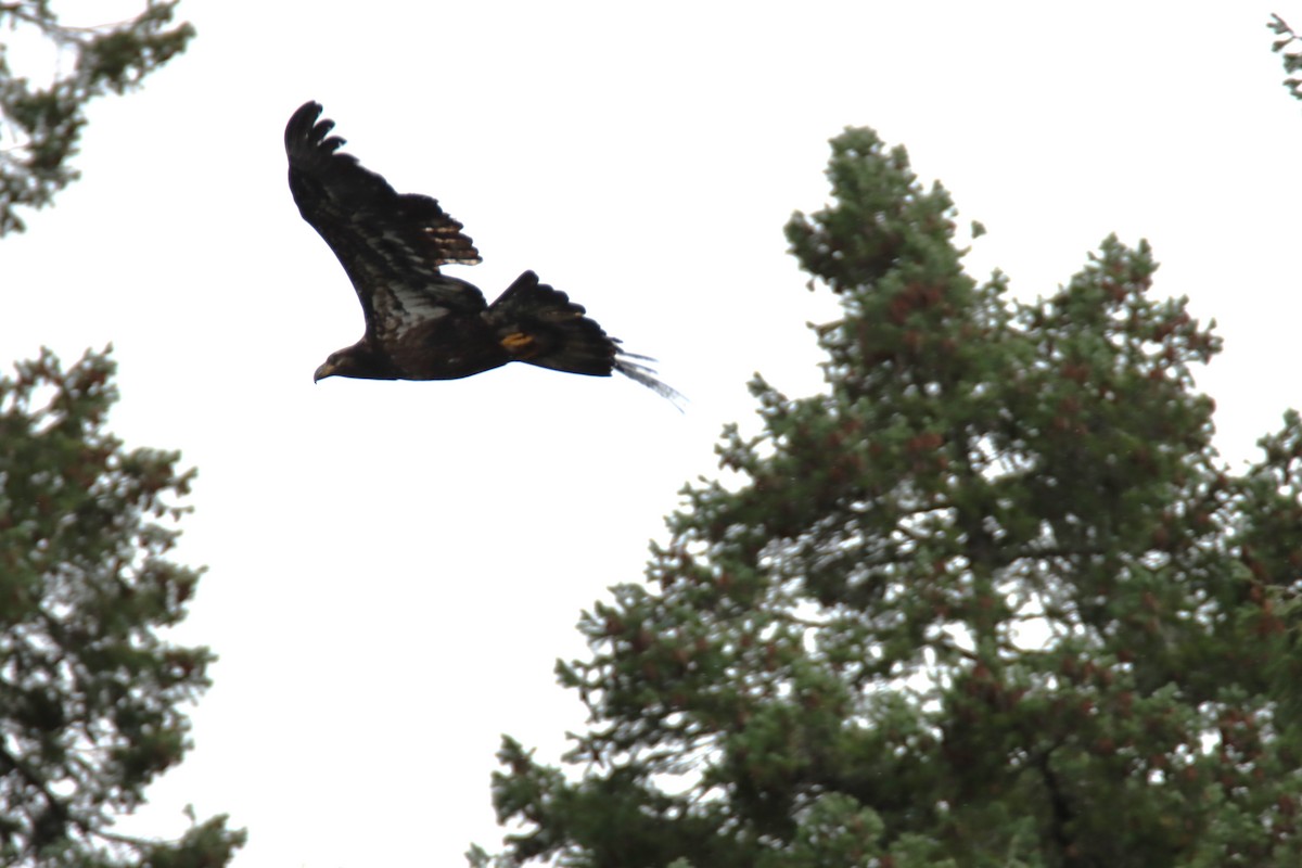 Белоголовый орлан - ML647058144