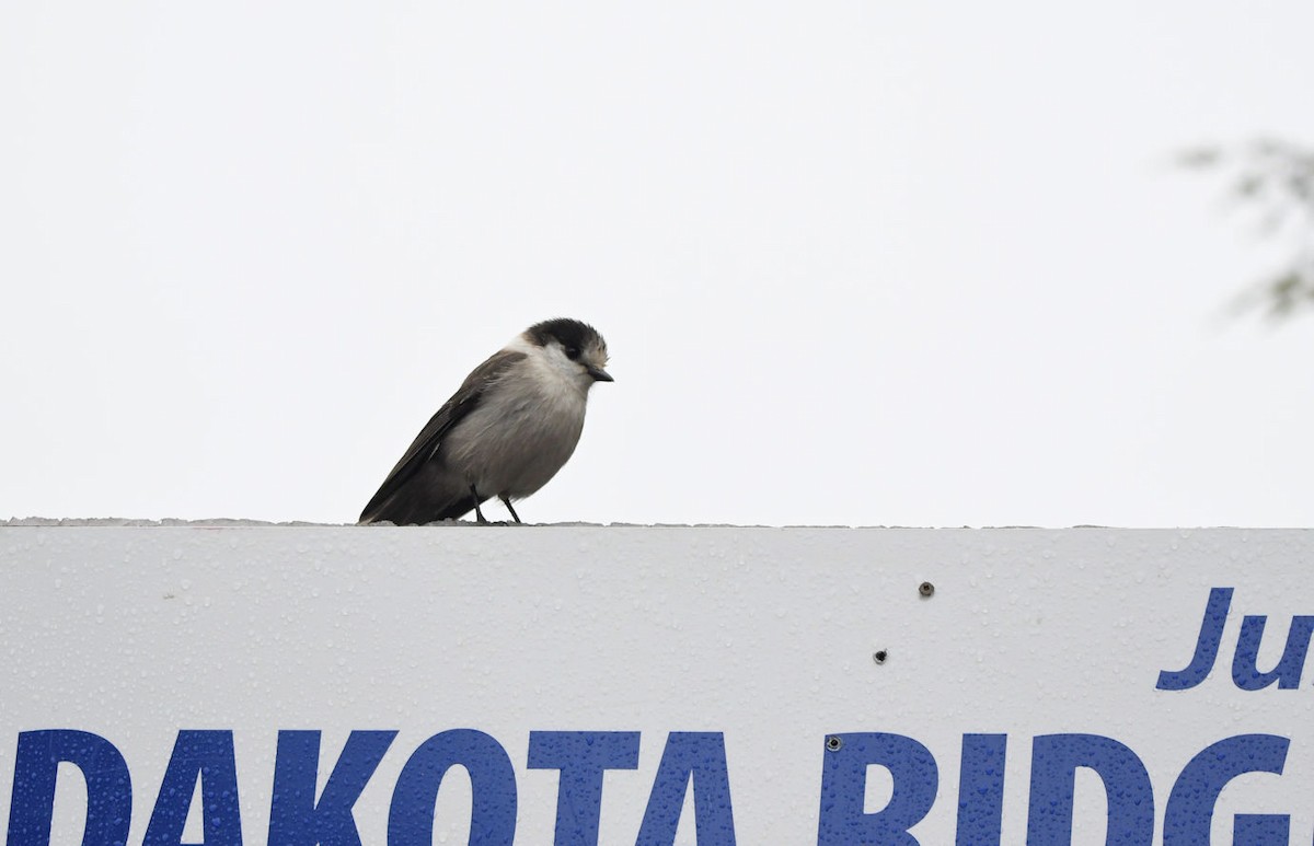 Canada Jay - ML647058145