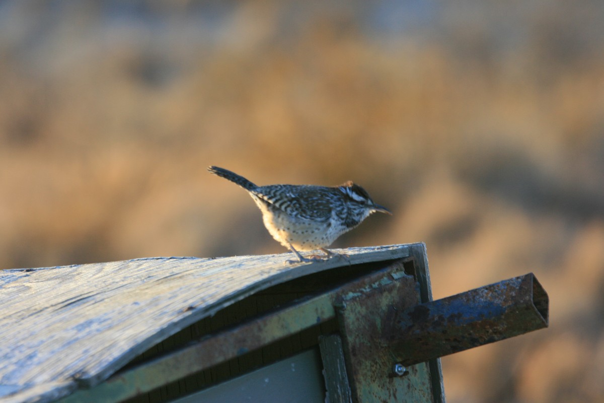 Cactus Wren - ML647058148