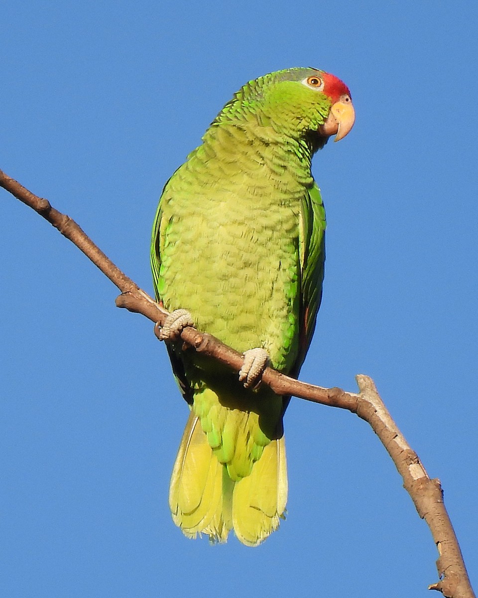 Red-crowned Amazon - ML647058149