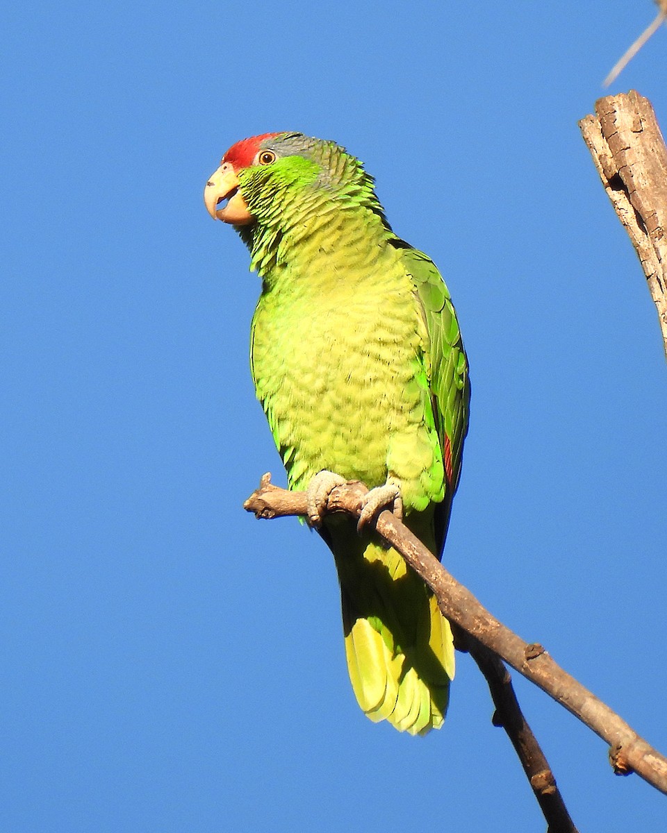 Red-crowned Amazon - ML647058150