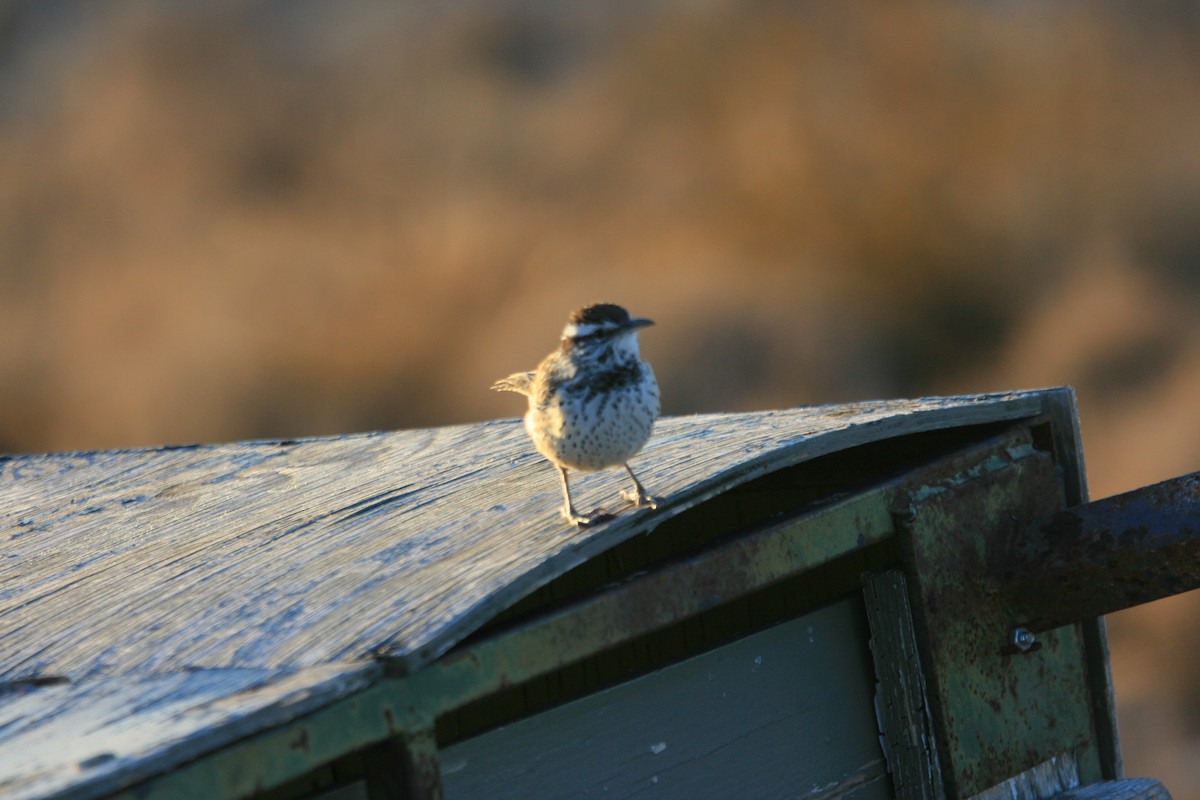 Cactus Wren - ML647058158