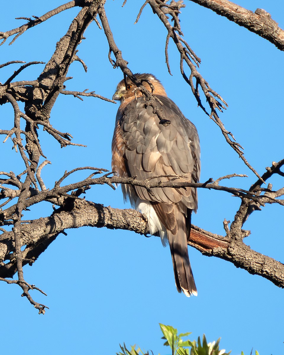 Cooper's Hawk - ML647058160