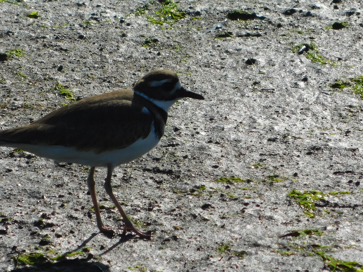 Killdeer - ML647058161