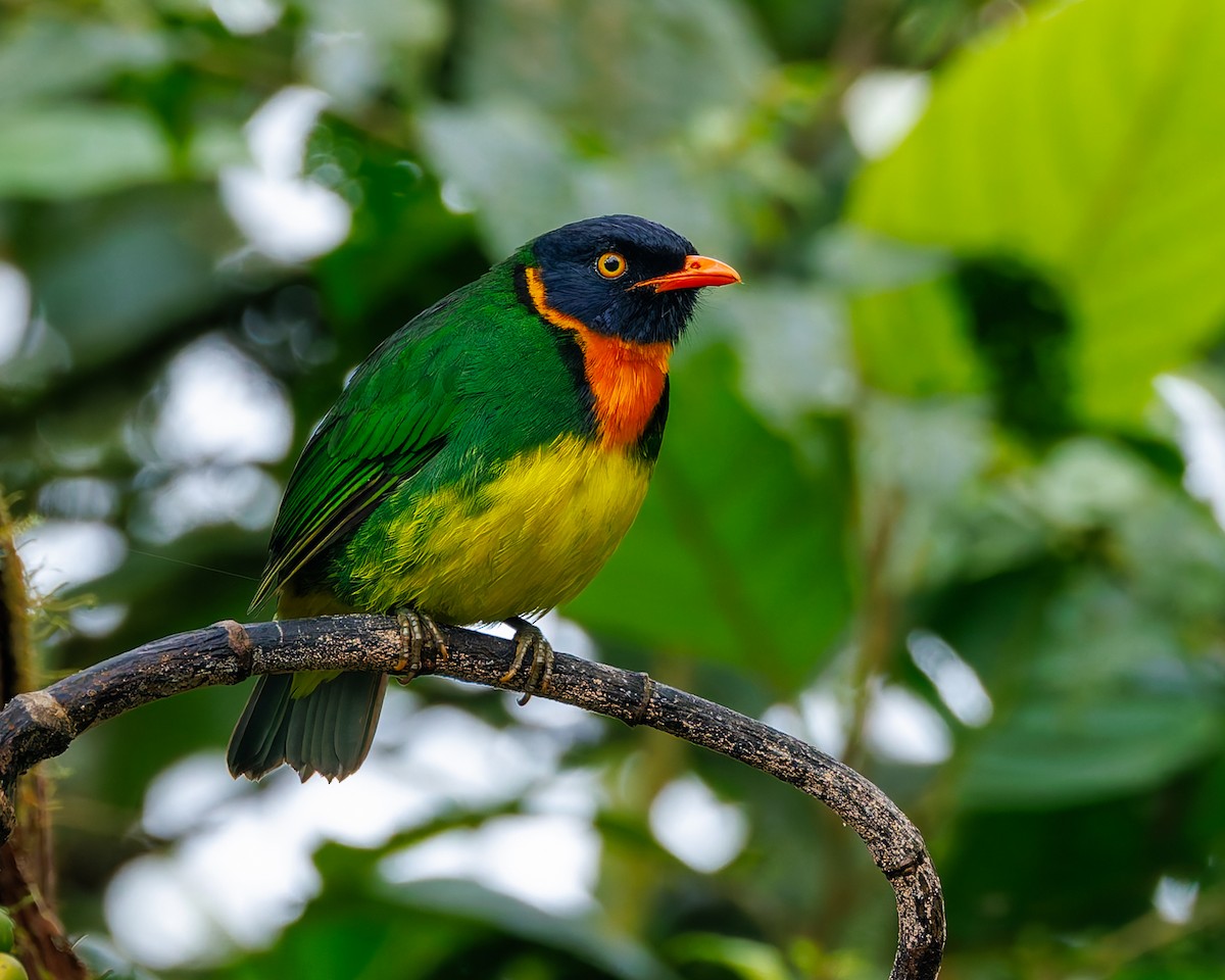 Orangebrustkotinga - ML647058162