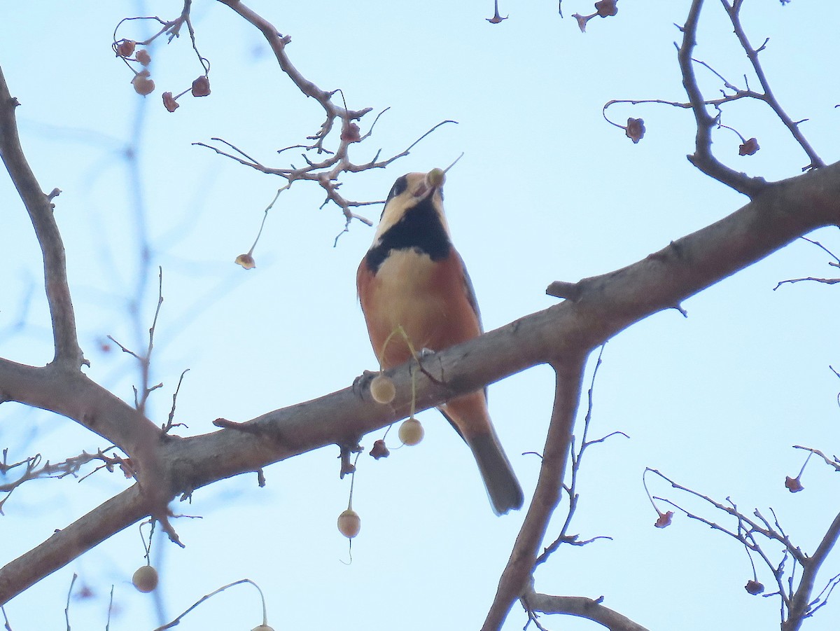 Гаїчка японська - ML647058163