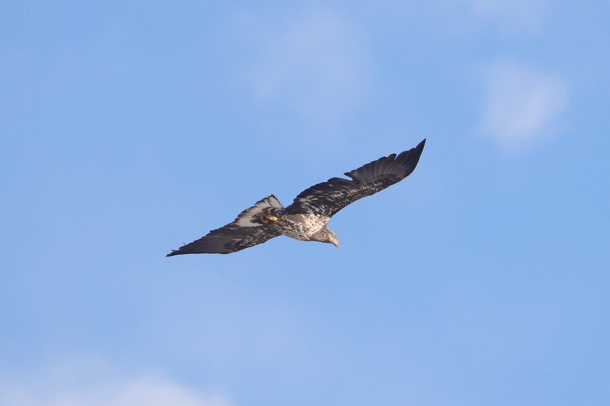 Белоголовый орлан - ML647058170