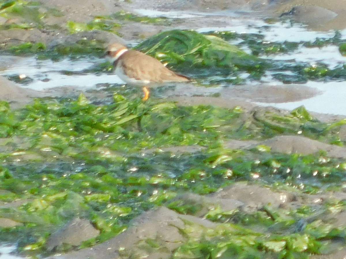 Semipalmated Plover - ML647058171