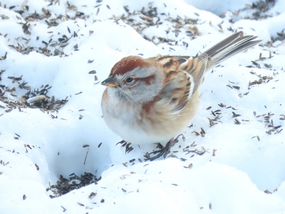 ムナフヒメドリ - ML647058173