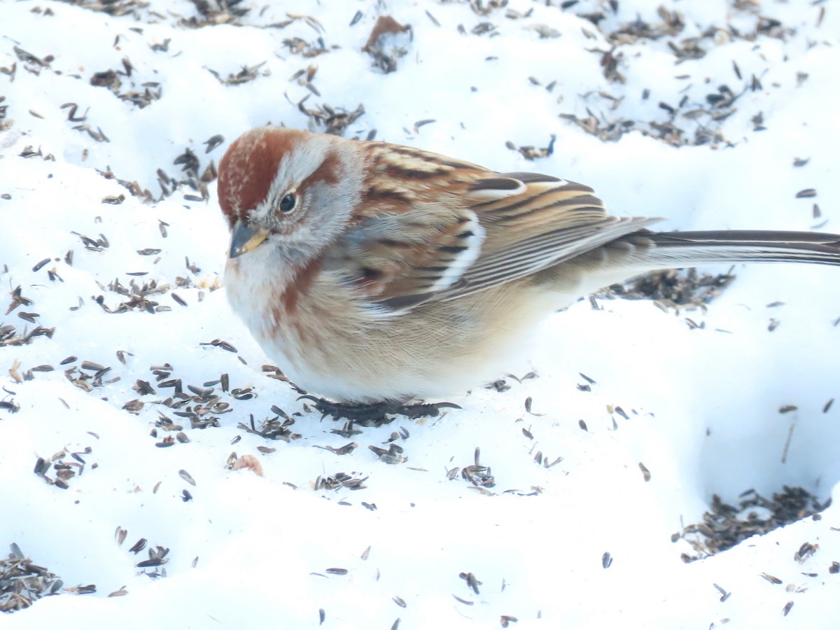 ムナフヒメドリ - ML647058174