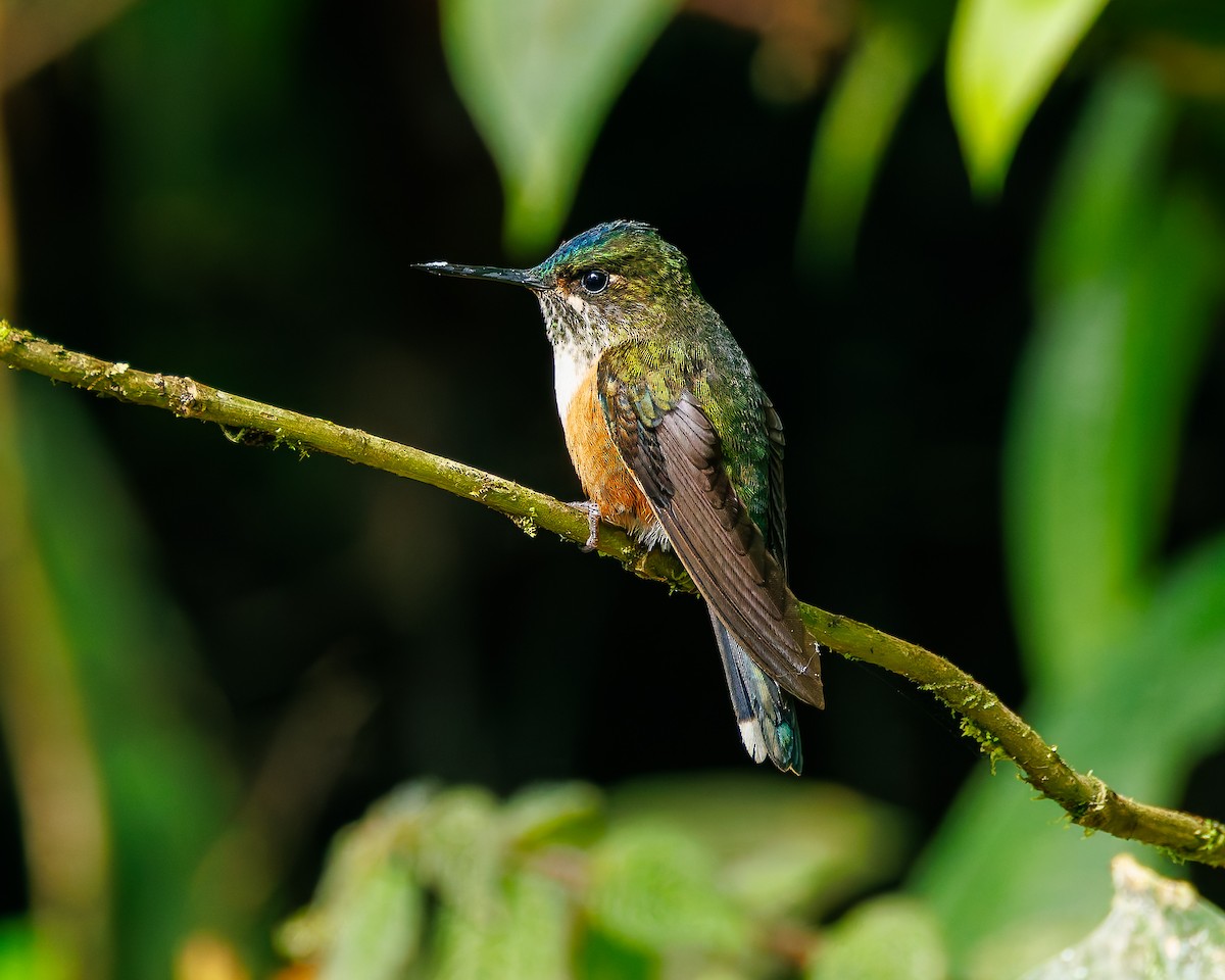 ムラサキフタオハチドリ - ML647058175