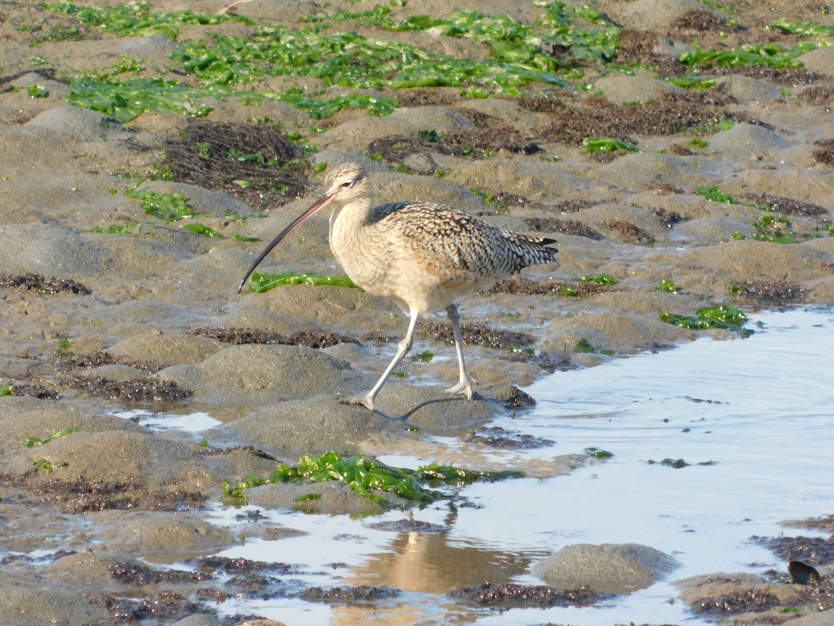 Long-billed Curlew - ML647058192