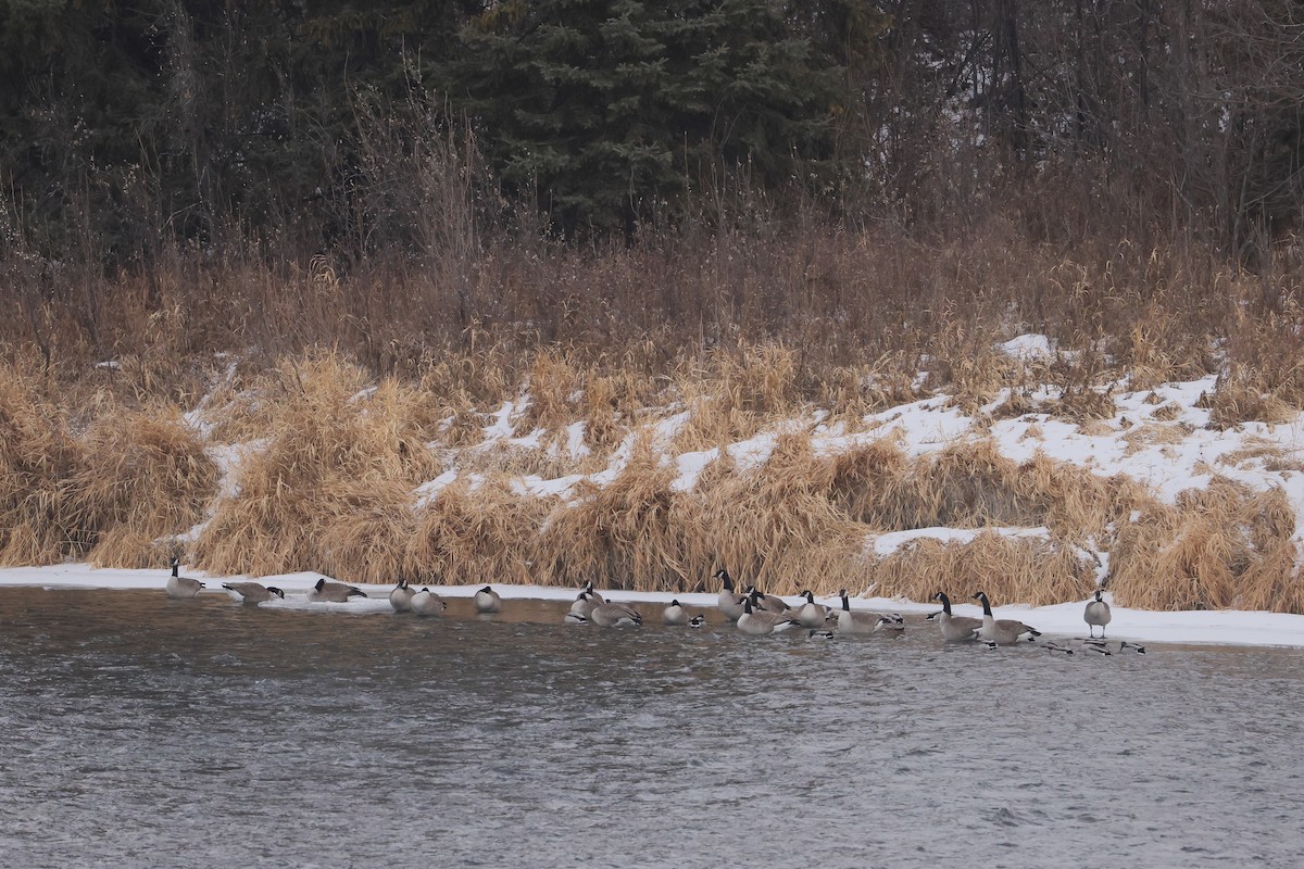 Kanada Kazı - ML647058193