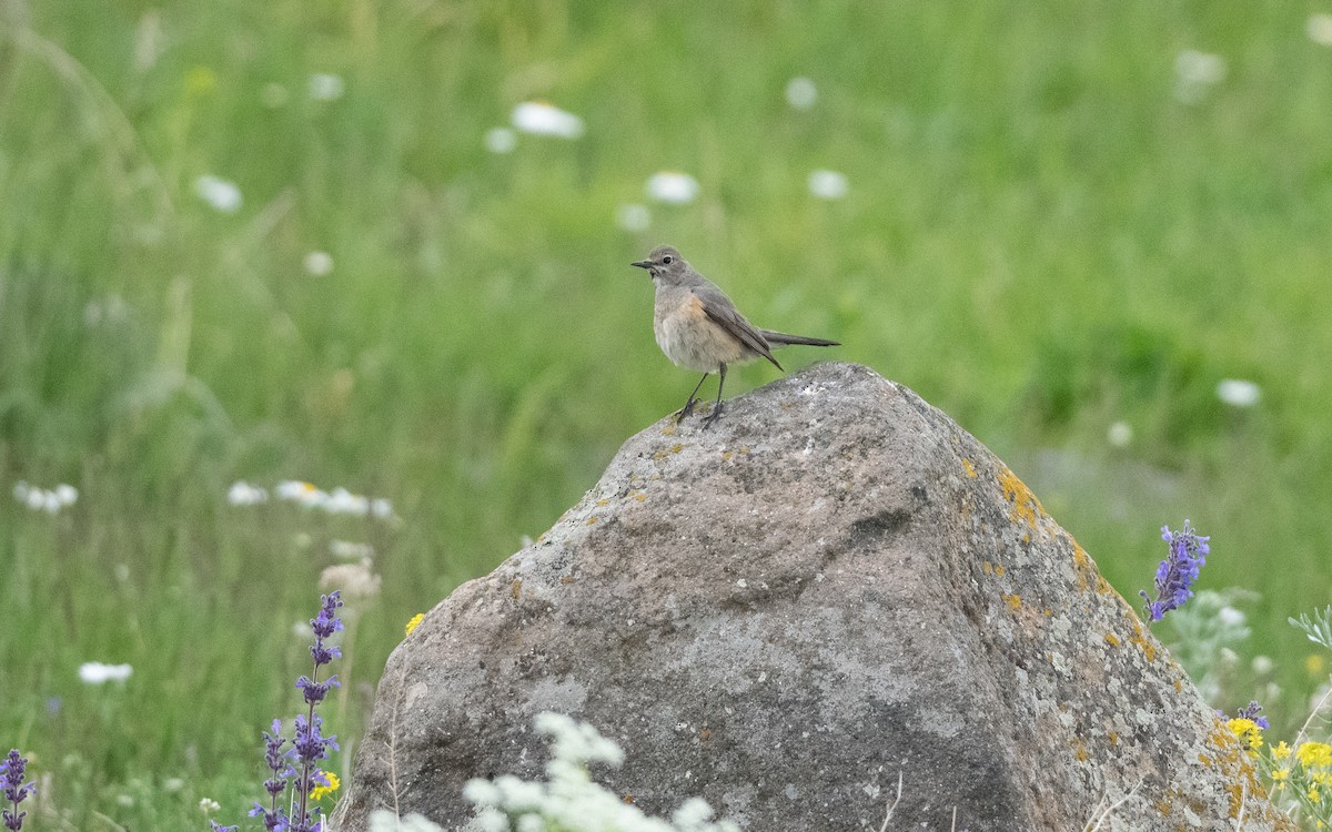 Petirrojo de Irán - ML647058195