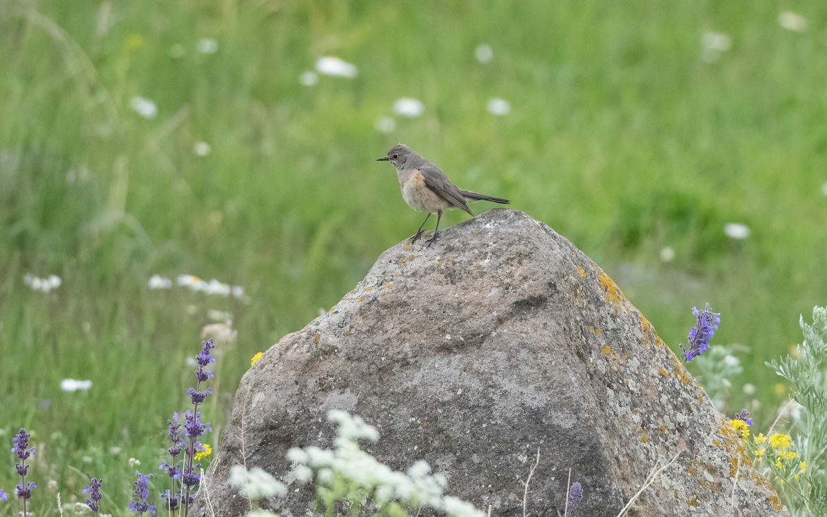 Petirrojo de Irán - ML647058196